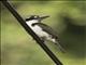 Sombre Kingfisher (Todiramphus funebris)