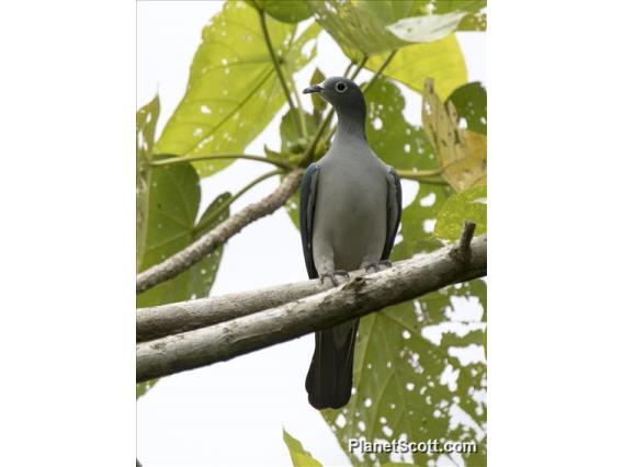 Spectacled Imperial-Pigeon (Ducula perspicillata)