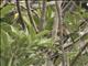 Moluccan Flycatcher (Myiagra galeata)