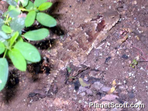 Blainville's Horned Lizard