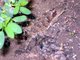 Coast Horned Lizard
