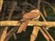 Sultans Cuckoo-Dove (Macropygia doreya)