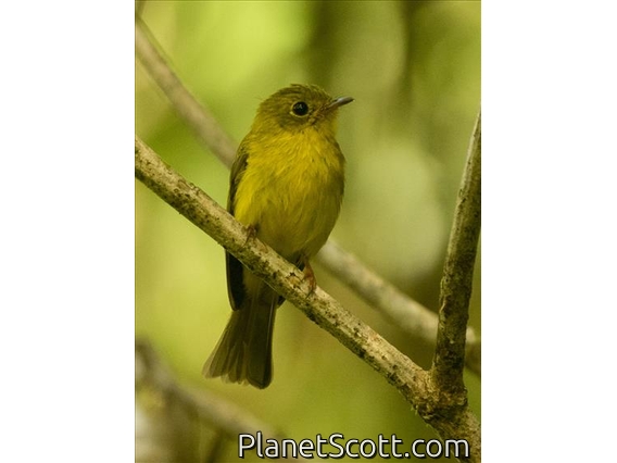 Citrine CanaryFlycatcher (Culicicapa helianthea)