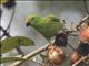 Sulawesi Hanging-Parrot (Loriculus stigmatus)