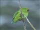 Sulawesi Hanging-Parrot (Loriculus stigmatus) - Female
