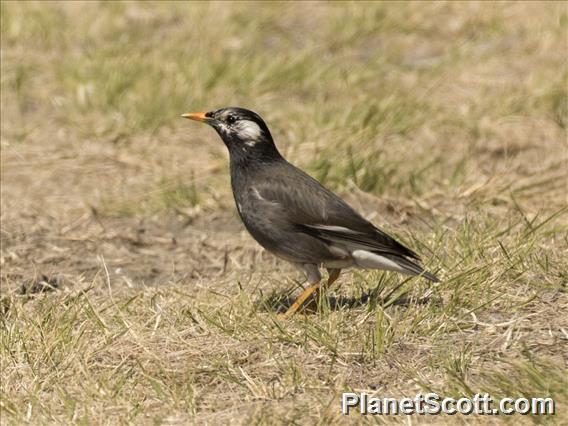 White-cheeked Starling (Spodiopsar cineraceus)