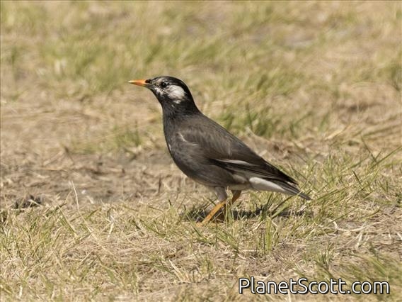 White-cheeked Starling (Spodiopsar cineraceus)