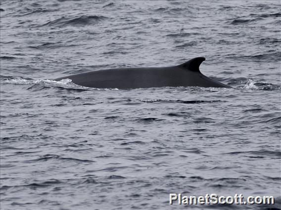 Fin Whale (Balaenoptera physalus)