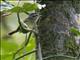 Costa Rican Warbler (Basileuterus melanotis)
