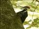 Pileated Woodpecker (Dryocopus pileatus)