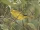 Citrine Warbler ( Myiothlypis luteoviridis)