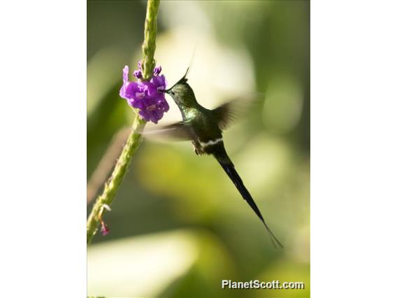 Wire-crested Thorntail (Discosura popelairii)