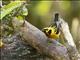 Golden Tanager (Tangara arthus)