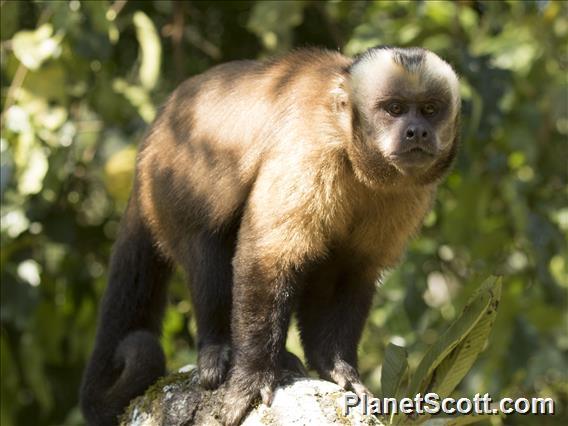 Large-headed Capuchin (Sapojus macrocephalus) - Male