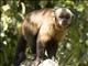 Large-headed Capuchin (Sapojus macrocephalus) - Male