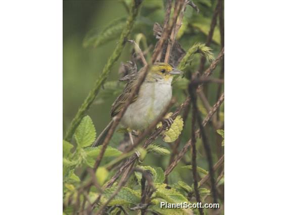 Yellow-browed Sparrow (Ammodramus aurifrons)
