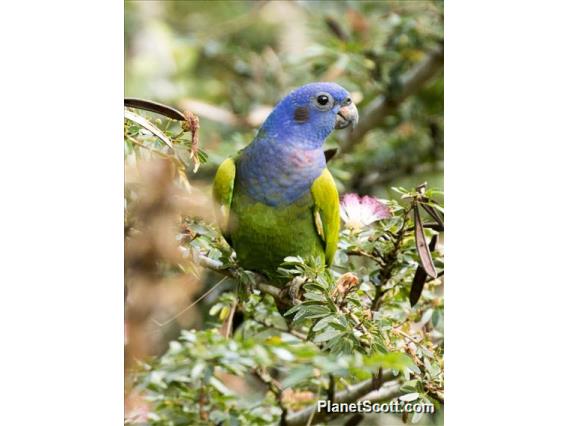 Blue-headed Parrot (Pionus menstruus)