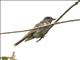 Crowned Slaty Flycatcher (Empidonomus aurantioatrocristatus)