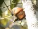 Olive-backed Woodcreeper (Xiphorhynchus triangularis)
