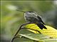 Many-spotted Hummingbird (Taphrospilus hypostictus)