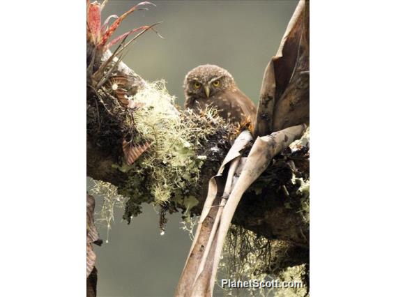 Yungas Pygmy-Owl (Glaucidium bolivianum)