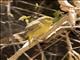Greenish Yellow-Finch (Sicalis olivascens)