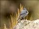 Plumbeous Sierra-Finch (Geospizopsis unicolor) - Male