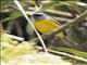 Blue-and-yellow Tanager (Pipraeidea bonariensis)