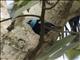 Blue-necked Tanager (Tangara cyanicollis)