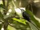 Green-and-white Hummingbird (Amazilia viridicauda)