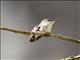 White-bellied Hummingbird (Amazilia chionogaster)
