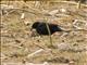 Yellow-winged Blackbird (Agelasticus thilius) - Male