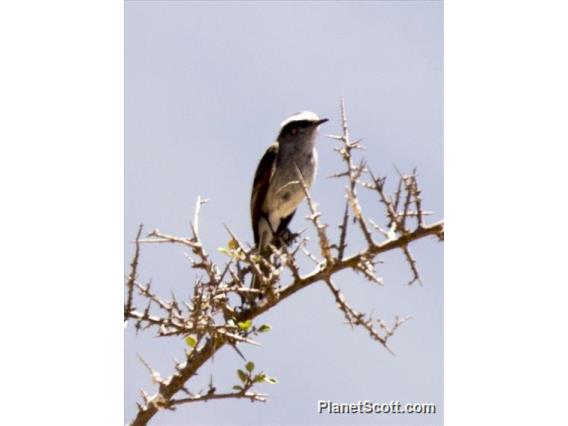 White-browed Chat-Tyrant (Ochthoeca leucophrys)