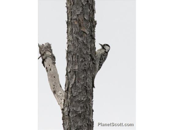 Red-cockaded Woodpecker (Picoides borealis)