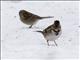 Harriss Sparrow (Zonotrichia querula)