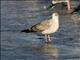 Herring Gull (Larus argentatus) 2nd Winter