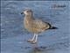 Herring Gull (Larus argentatus) 1st Winter