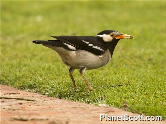 Asian Pied Starling (Gracupica contra)