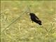 Fan-tailed Widowbird (Euplectes axillaris) - Male