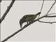 Weynss Weaver (Ploceus weynsi)