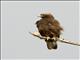 Wahlbergs Eagle (Hieraaetus wahlbergi)