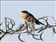 Rufous-chested Swallow (Cecropis semirufa)