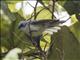 White-tailed Blue-Flycatcher (Elminia albicauda)