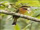 Cinnamon-chested Bee-eater (Merops oreobates)