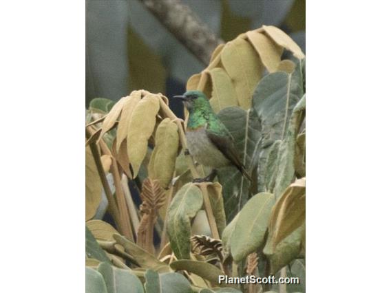 Green Sunbird (Anthreptes rectirostris)