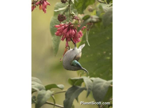 Green-headed Sunbird (Cyanomitra verticalis) - Female