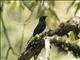 Yellow-eyed Black-Flycatcher (Melaenornis ardesiacus)