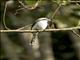 Mackinnons Shrike (Lanius mackinnoni)