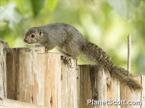 Rwenzori Sun Squirrel (Heliosciurus ruwenzorii)