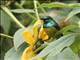 Collared Sunbird (Hedydipna collaris) - Male